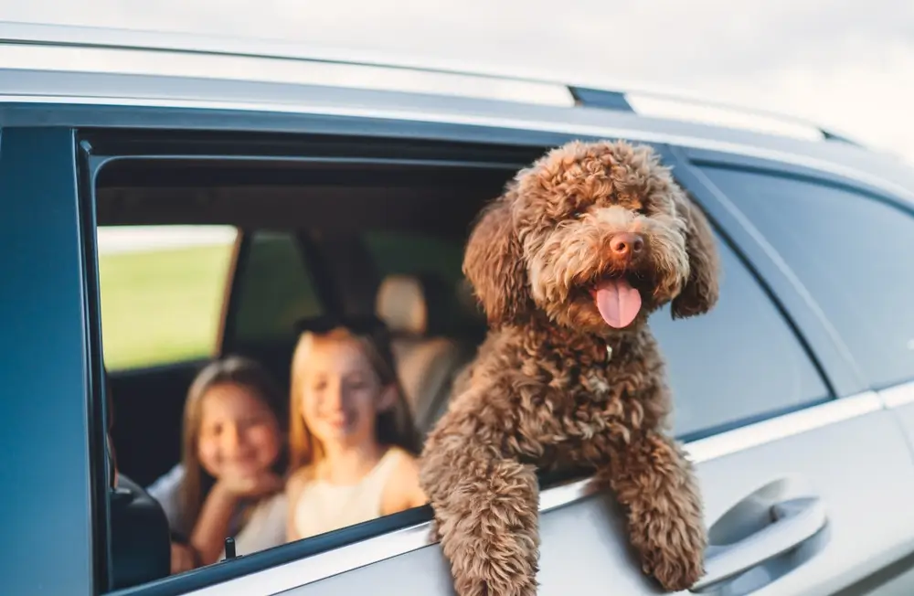 Travelling With Pets – Top Tips!