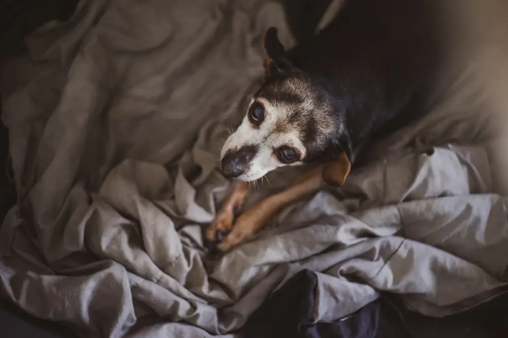 Taurine – why do we add it to our senior diets?