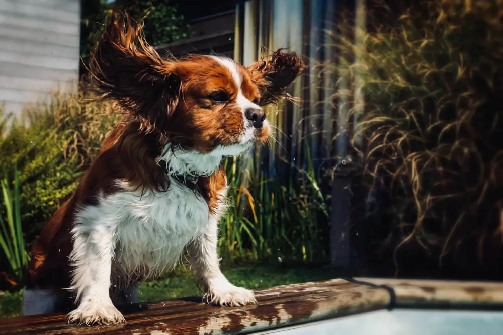 Can itchy painful ears be a reaction to food?