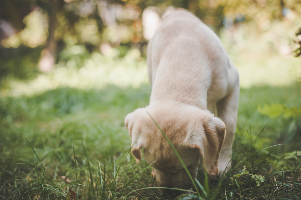 Help!  My dog eats poo – what can I do?