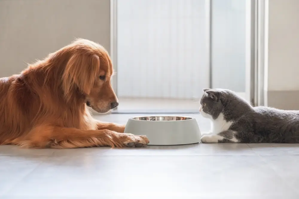 Guide to Elimination diets for dogs and cats