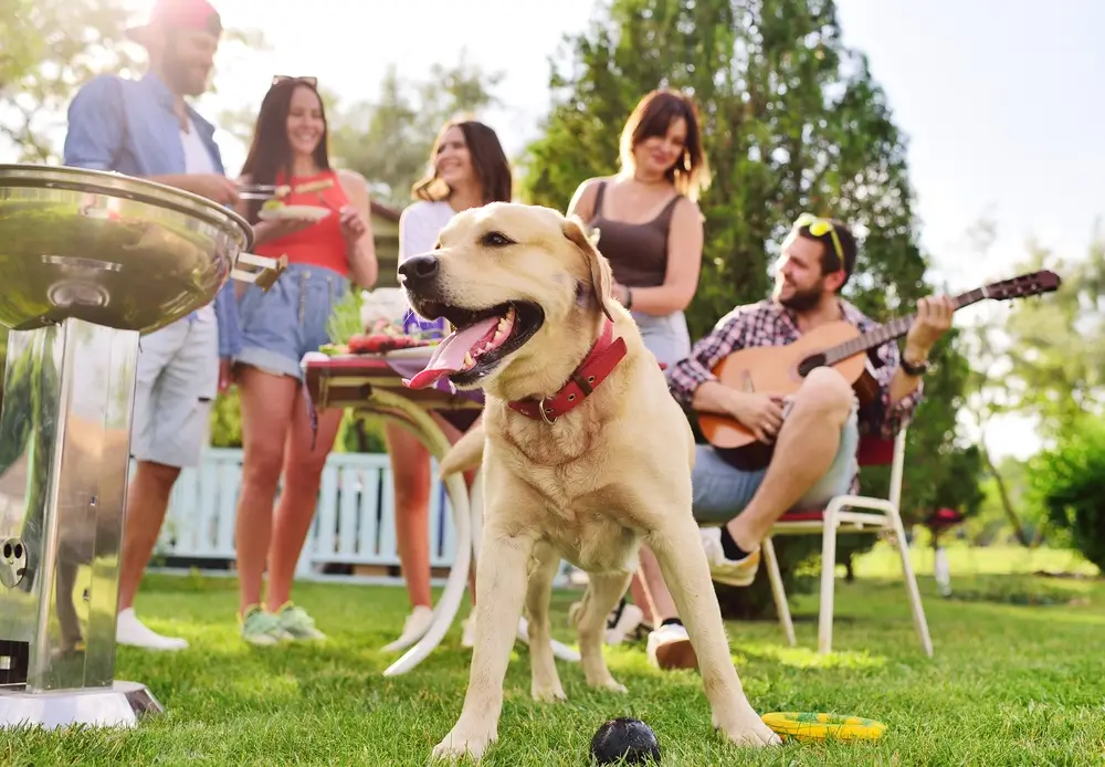 Keeping your pets safe at BBQs