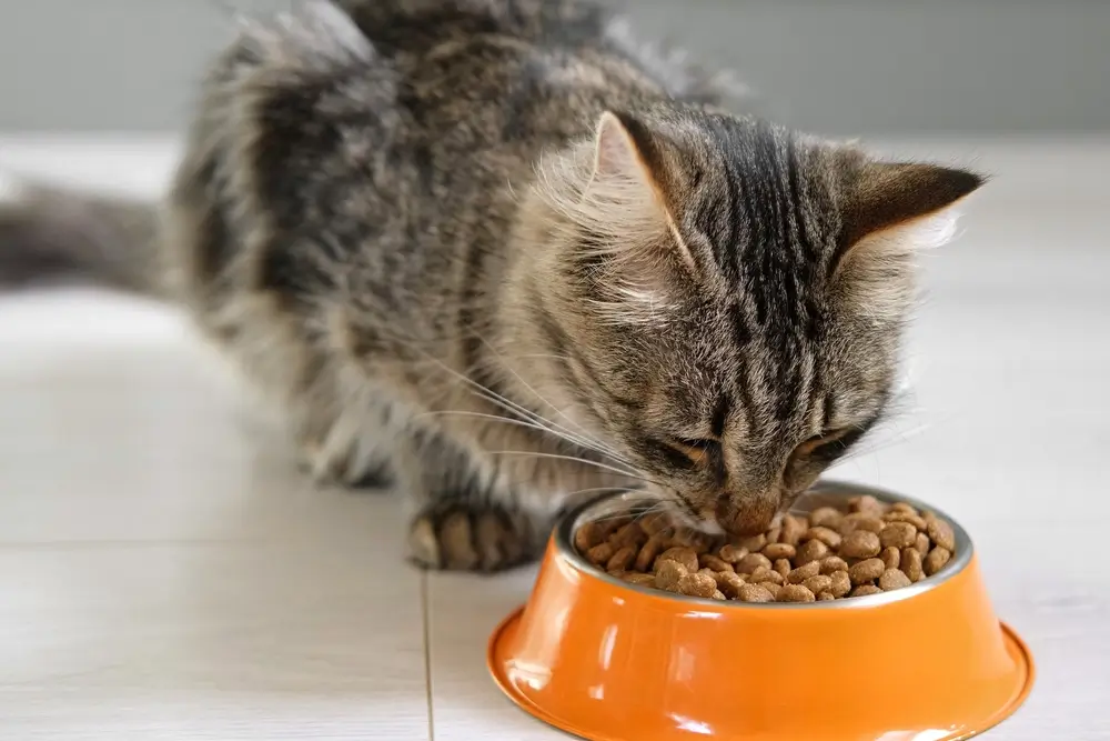 How many meals per day should I feed my cat?