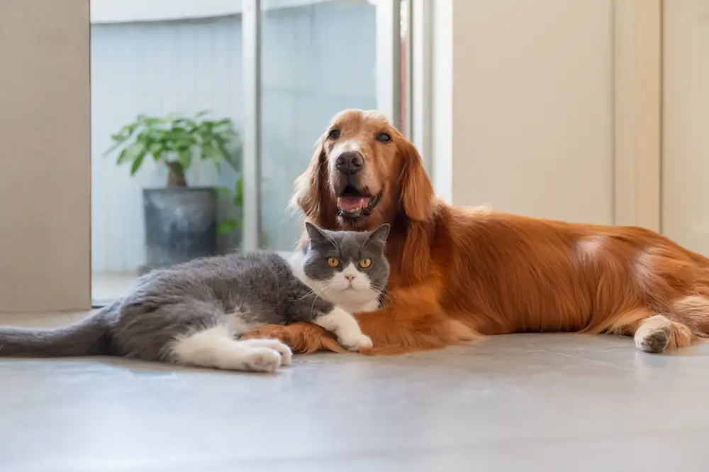 The nutritional differences between cats and dogs