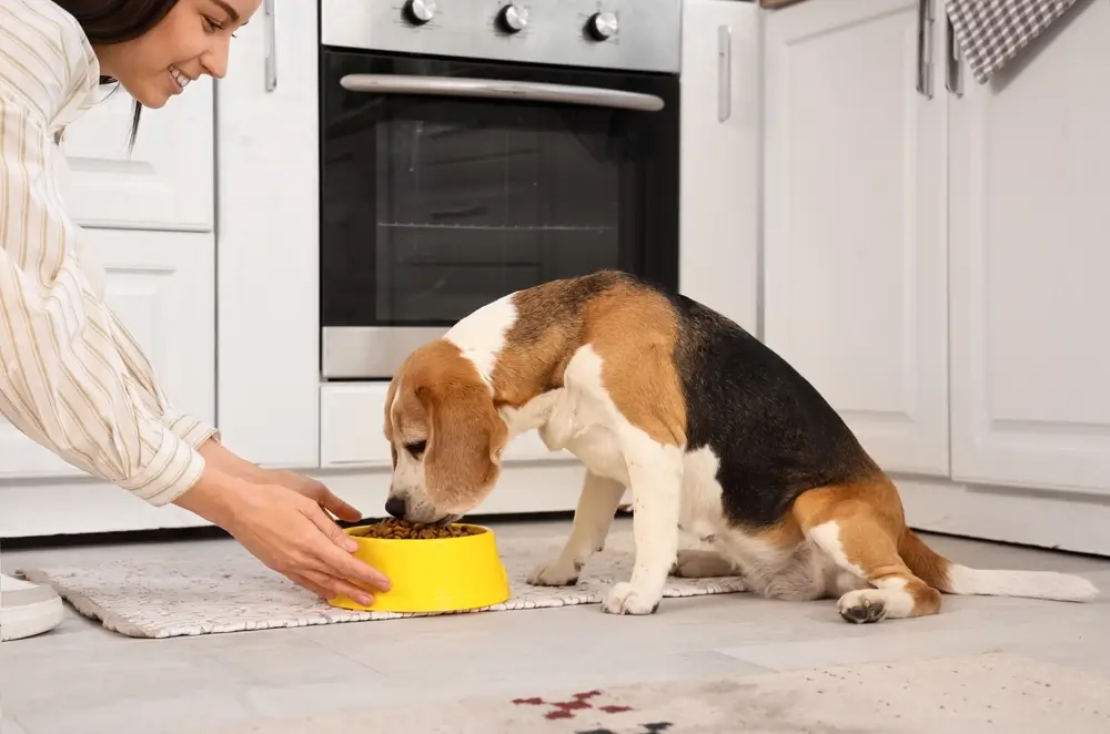 How many times a day should I feed my dog?
