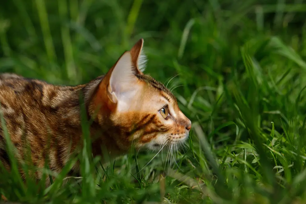 Love cats and wildlife?