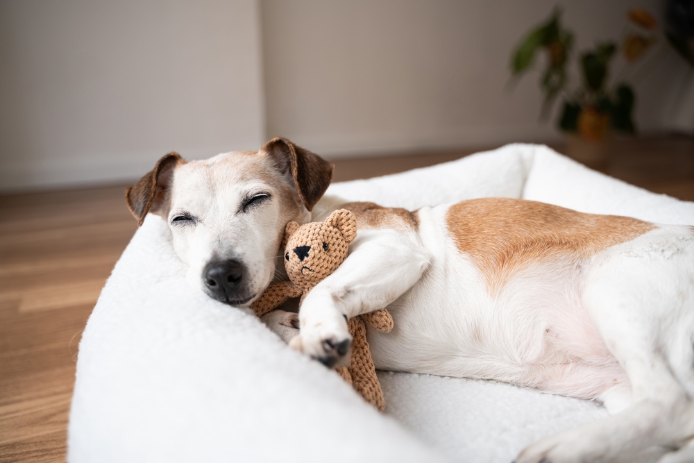 Why has my senior dog’s sleeping pattern changed?