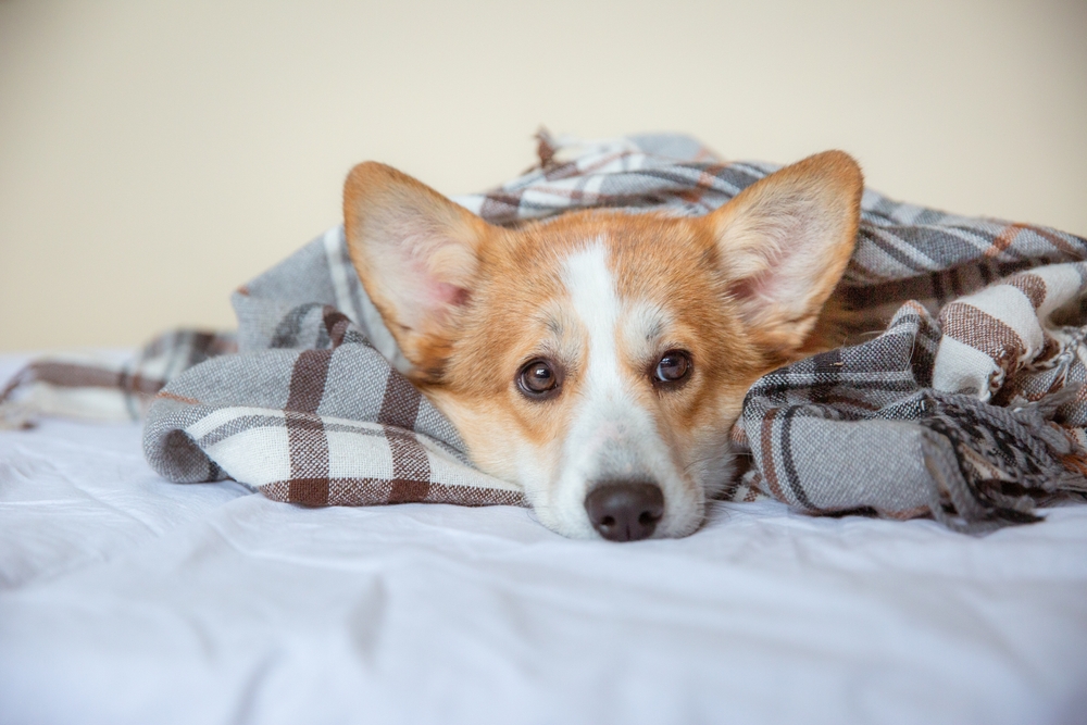 Does your dog regularly bring up bile?