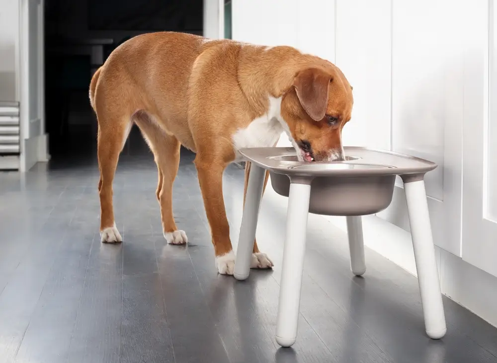 Raised feeding bowls for senior pets