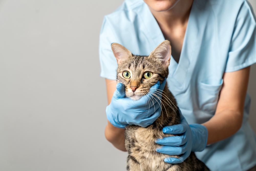 What is the difference between vomiting and regurgitation in cats?