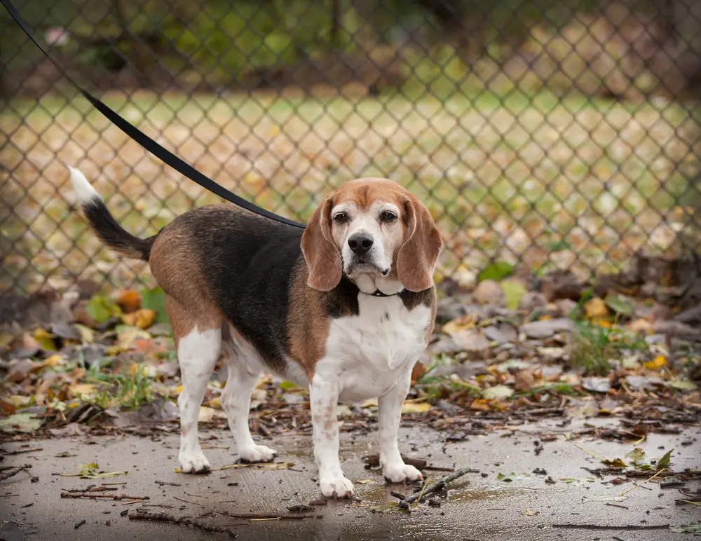 Is my senior dog overweight?