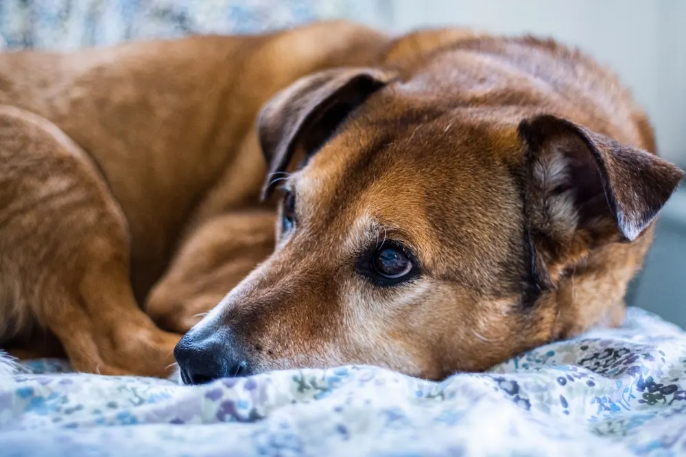 Urinary incontinence in senior dogs