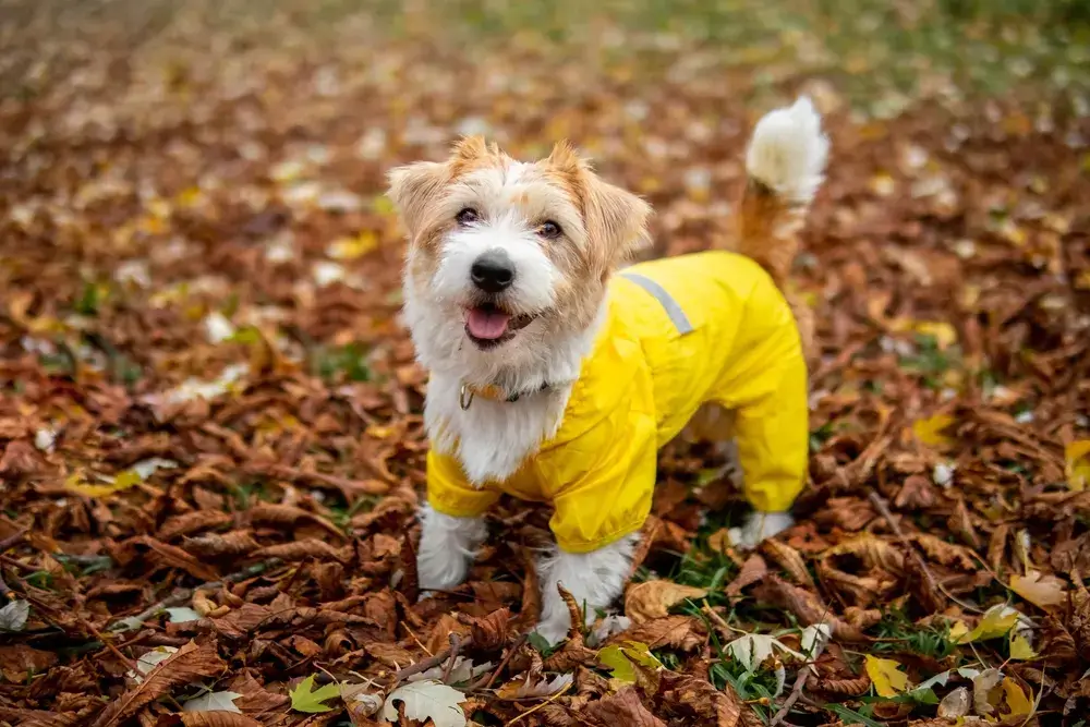 Does my dog need a coat?