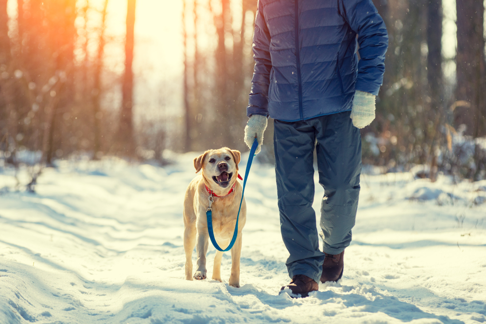 Our top tips for walking your dog