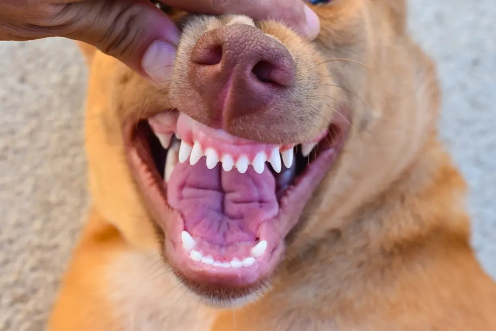 Healthy teeth and gums in dogs
