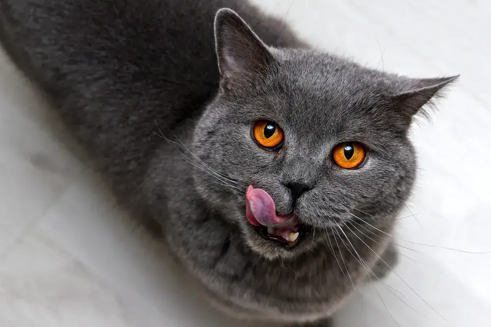 Why is my cat fussy?