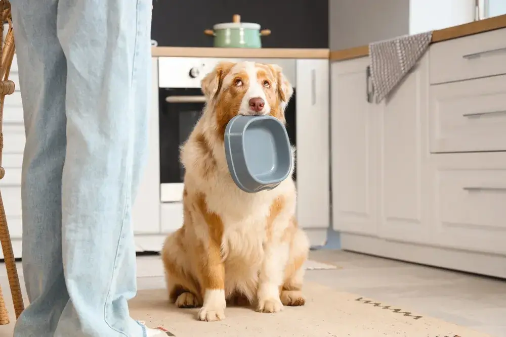 My dog seems ravenous, can I feed more than recommended on the bag?