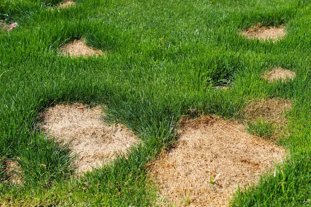 Why is my dogs urine killing the grass?