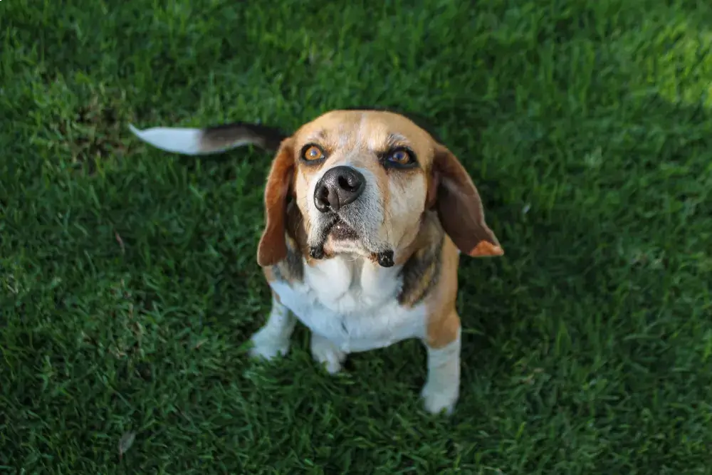 Treating a canine cleft palate