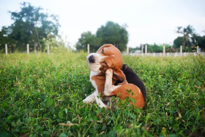 Allergy awareness in dogs and cats