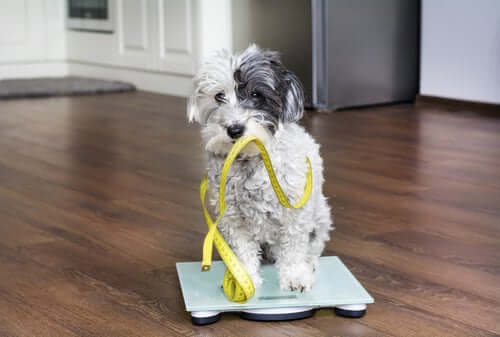 How do you know if your pet is a healthy weight?