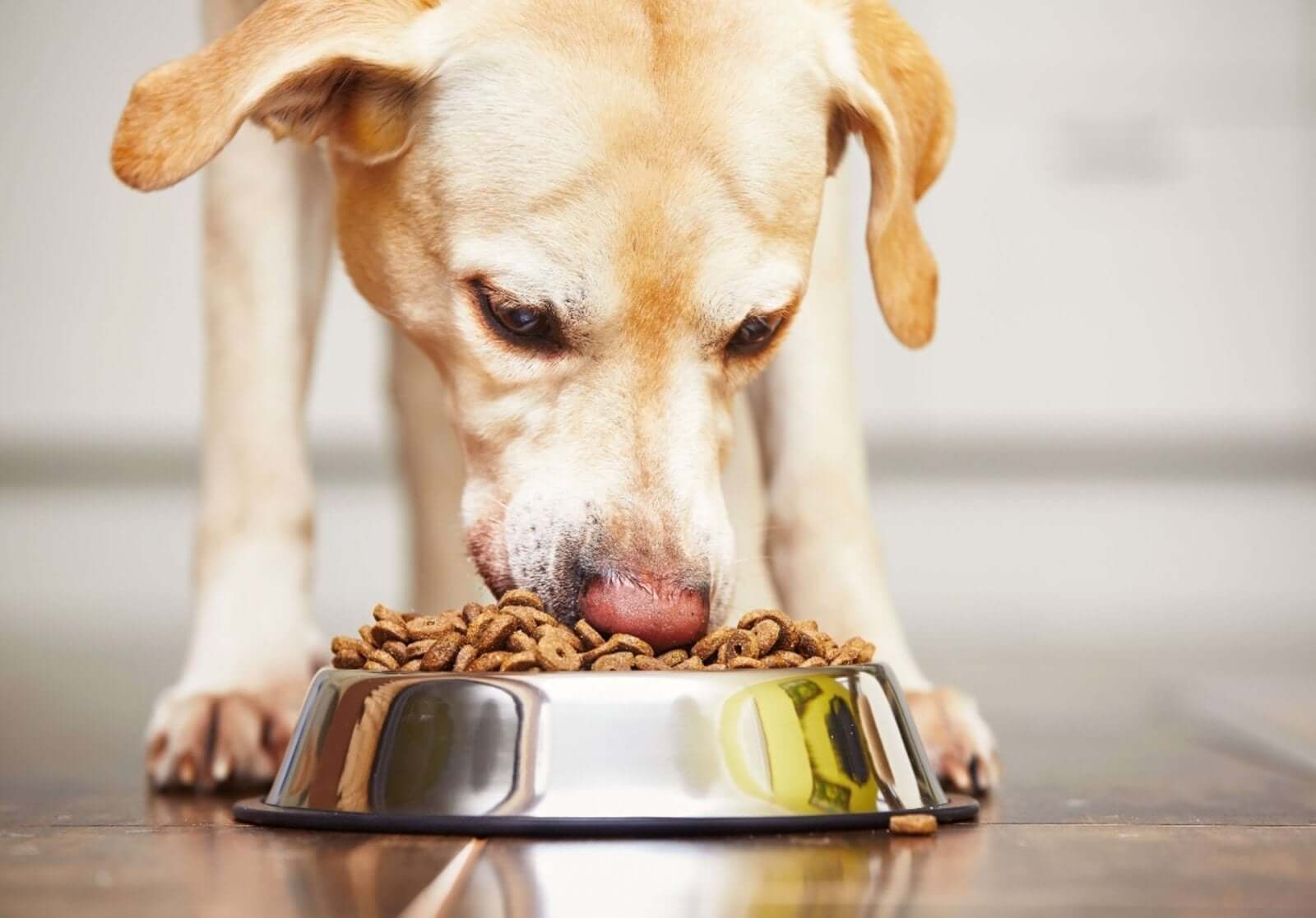 Dilated Cardiomyopathy in Pets and Grain-Free Diets