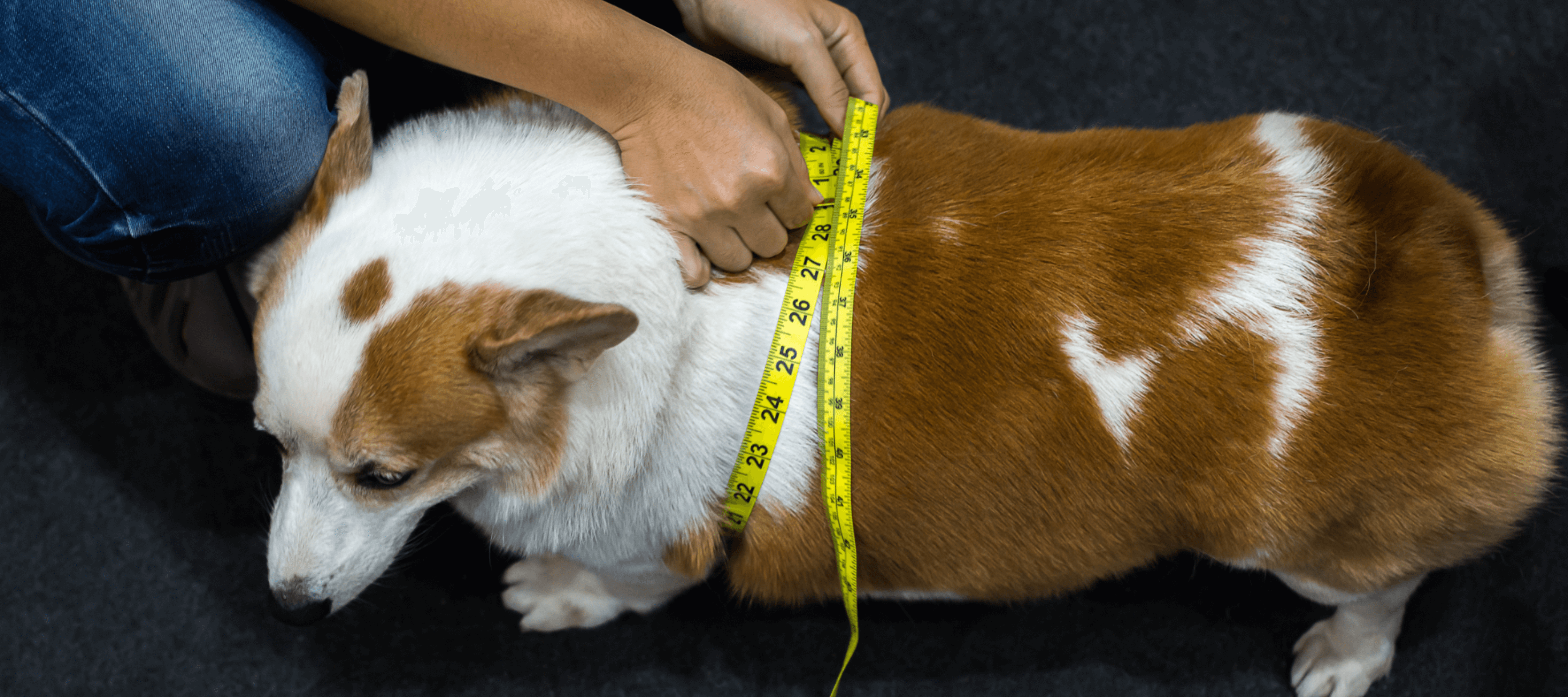 Ninety Percent of Owners Can’t Identify if Their Pet is Overweight, Can You?