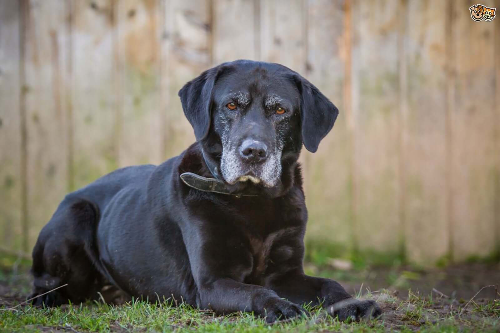 How To Keep The Older Dog Happy, Healthy And Active