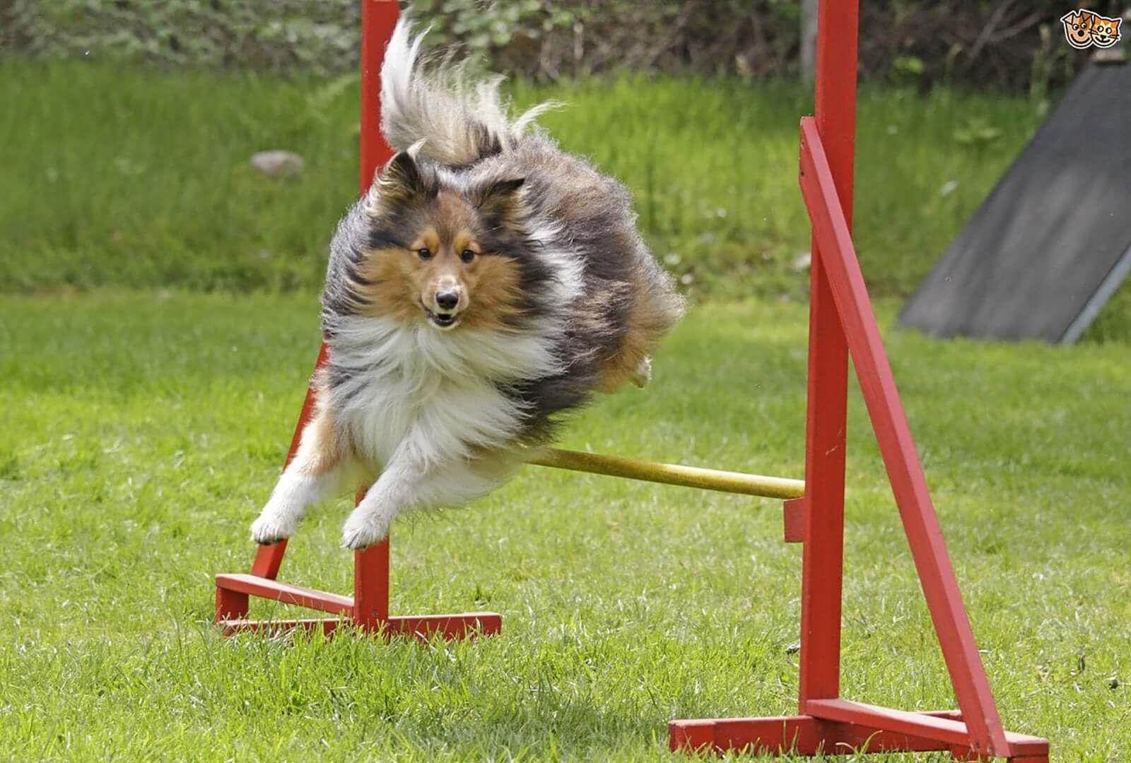 4 Dog Sports To Improve Your Pet’s Fitness