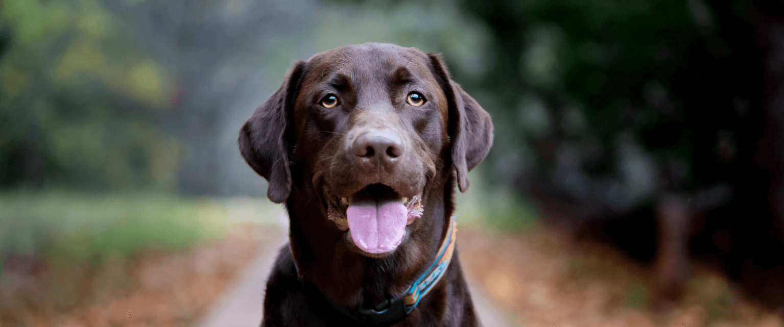 Canine Cancer patients helped by ‘Love Yogi’ festival