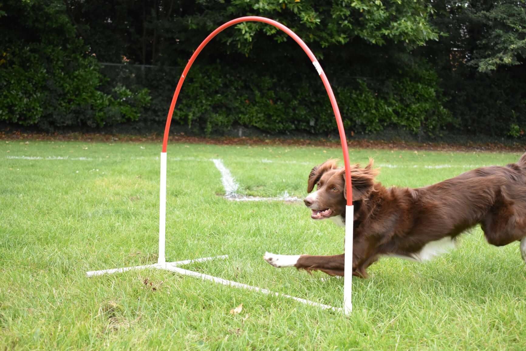 What is Canine Hoopers?