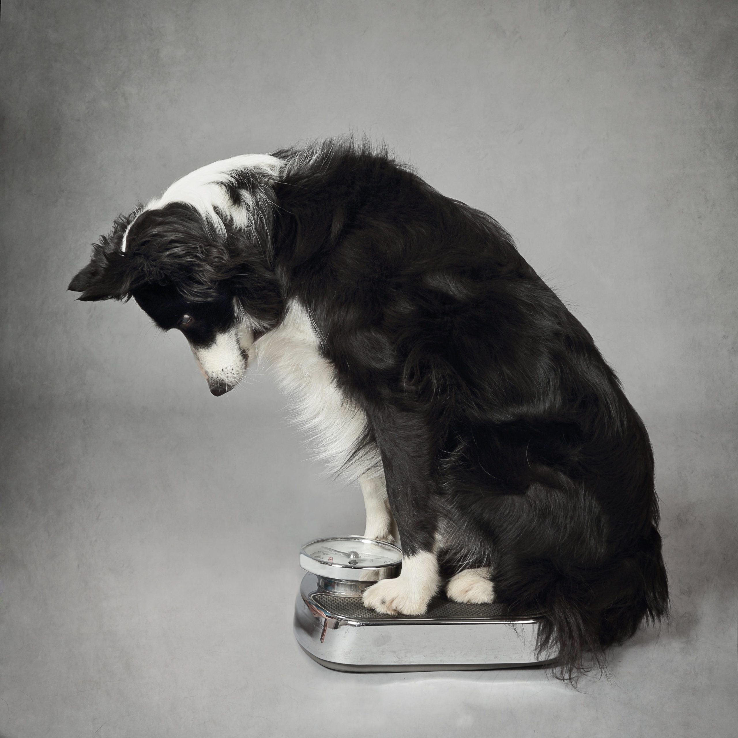 8 Ways to Help your Dog or Cat Lose Weight.