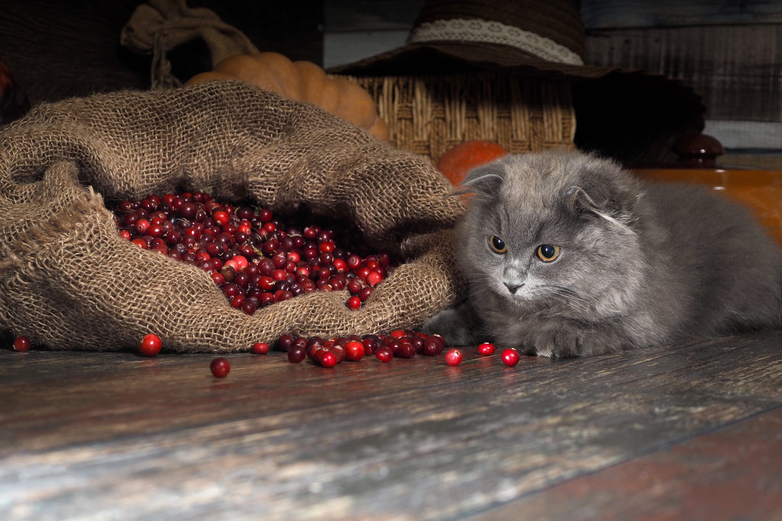 Are cranberries good for urinary health in dogs and cats?