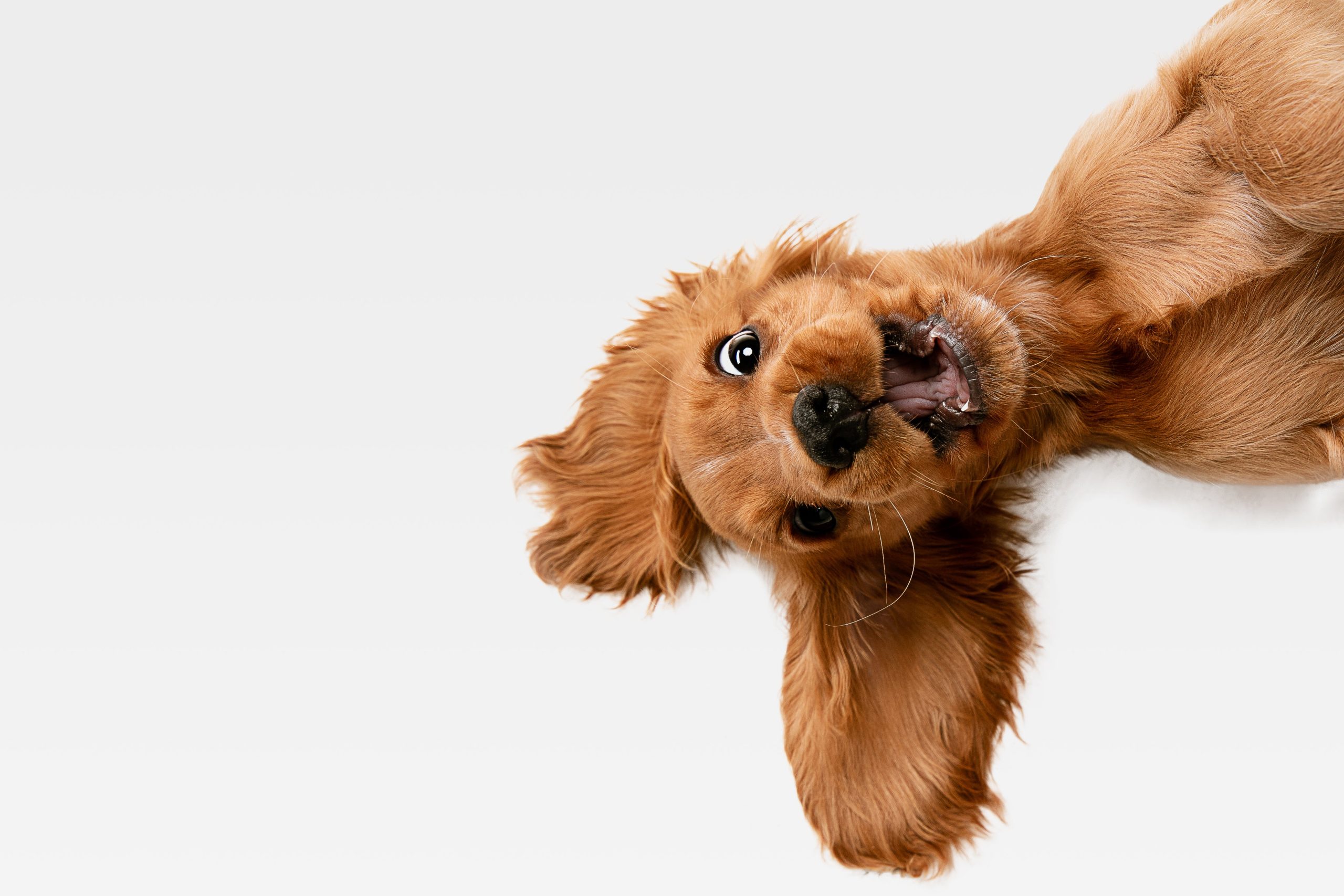 Dog Supplements – a top-up of what your dog needs