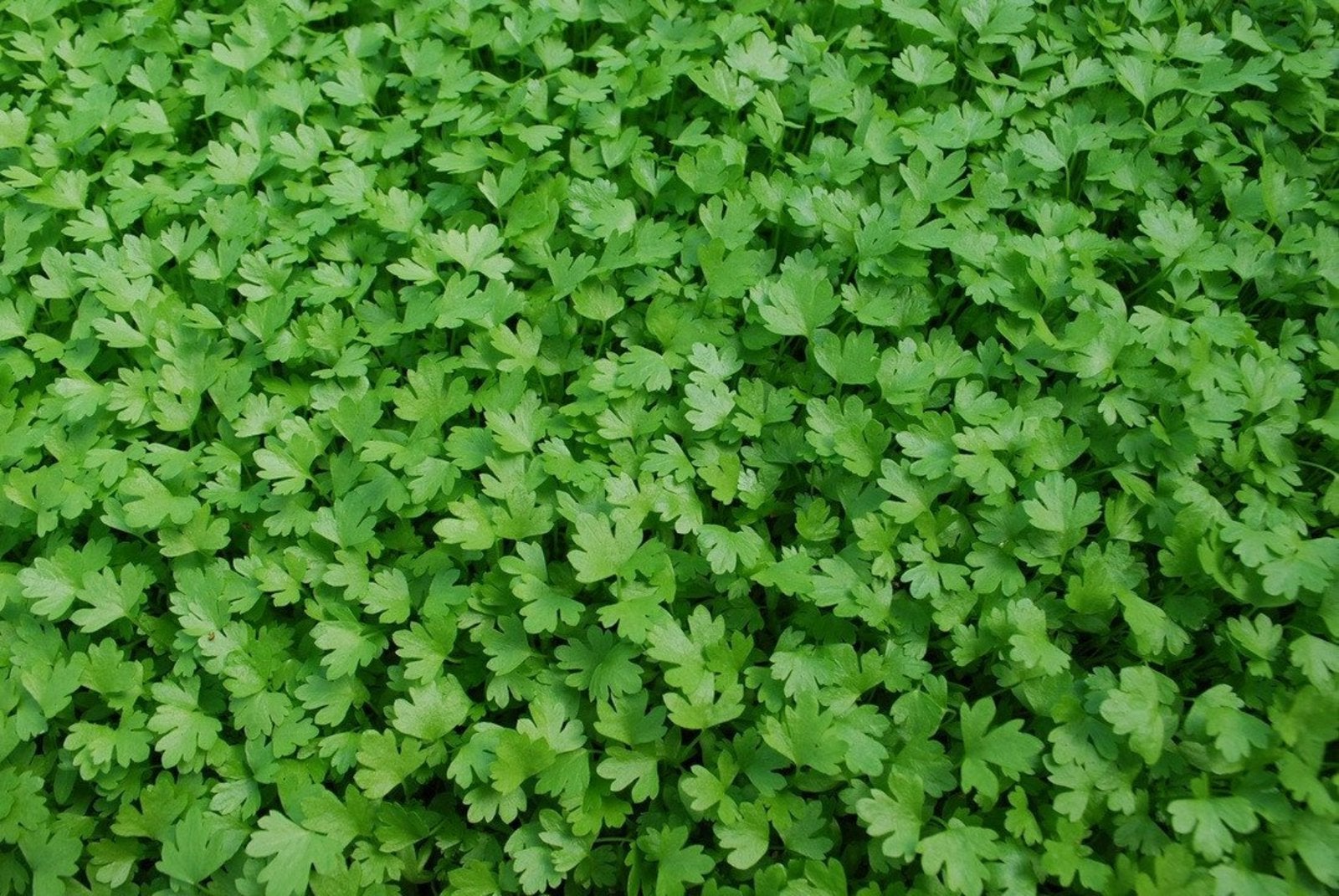 Dandelion & Parsley in Vet’s Kitchen Cat Food