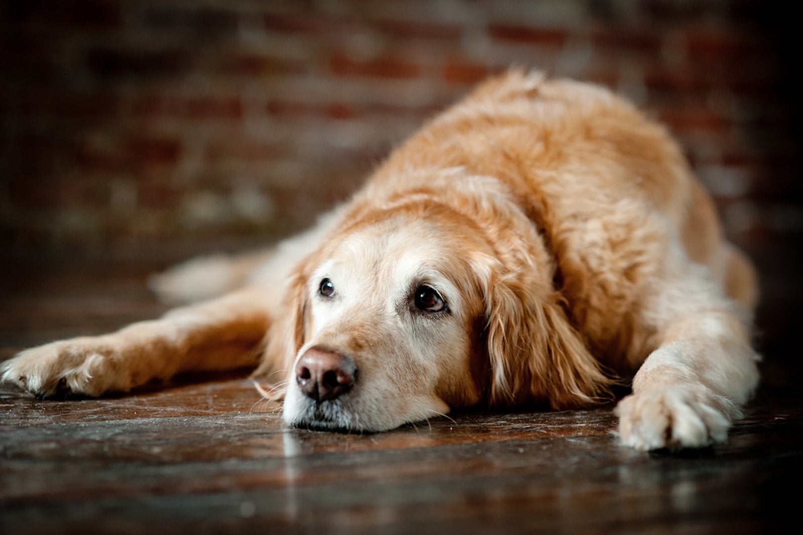 Slippery floors and senior dogs