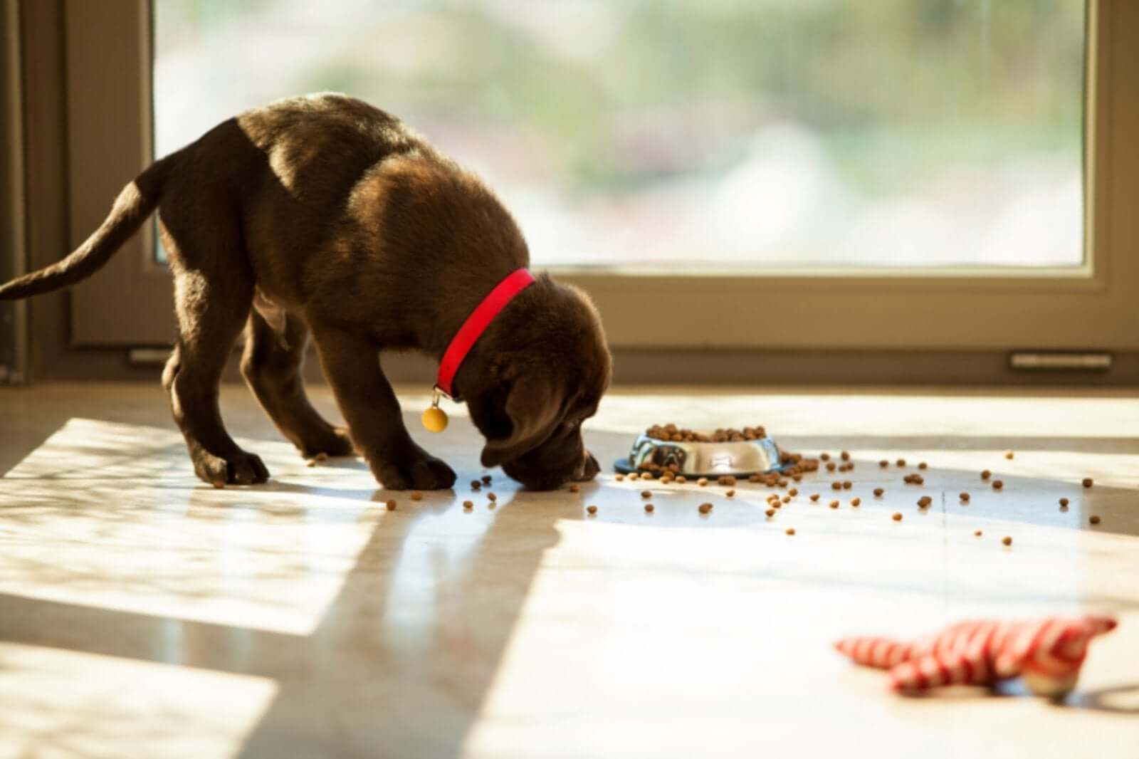 Everything You Need To Know About Feeding Your Puppy