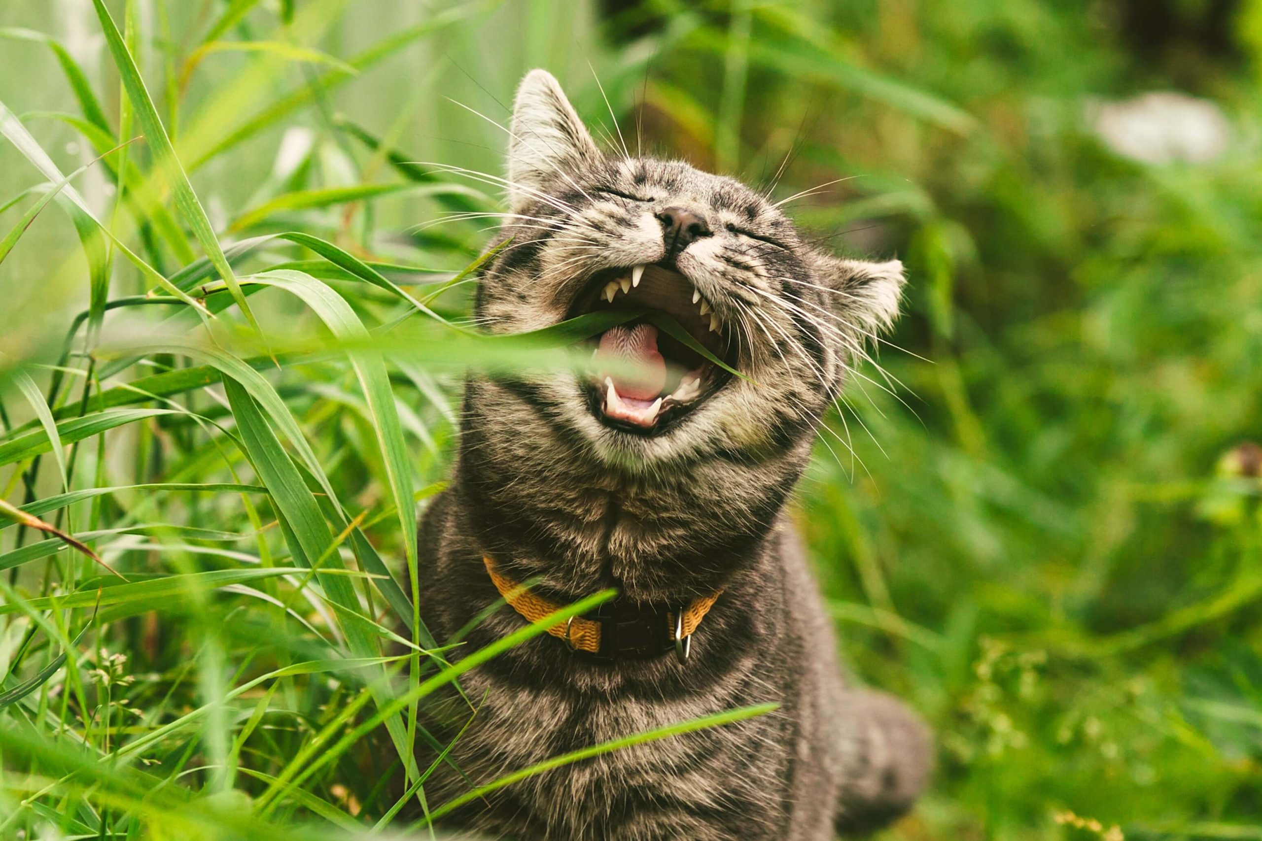 Is Eating Grass Dangerous For Cats?