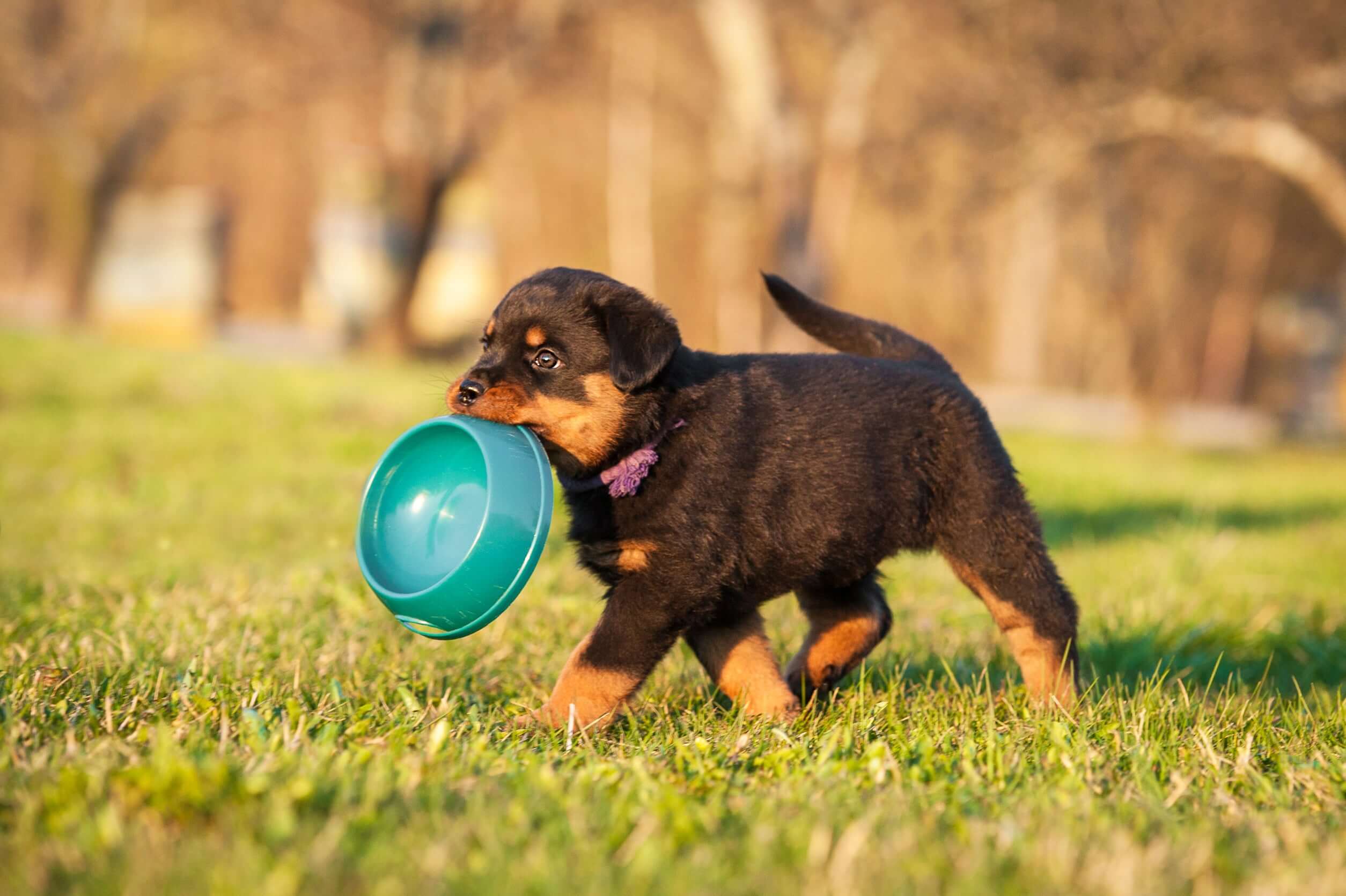 5 Top Tips For Feeding A Fussy Dog