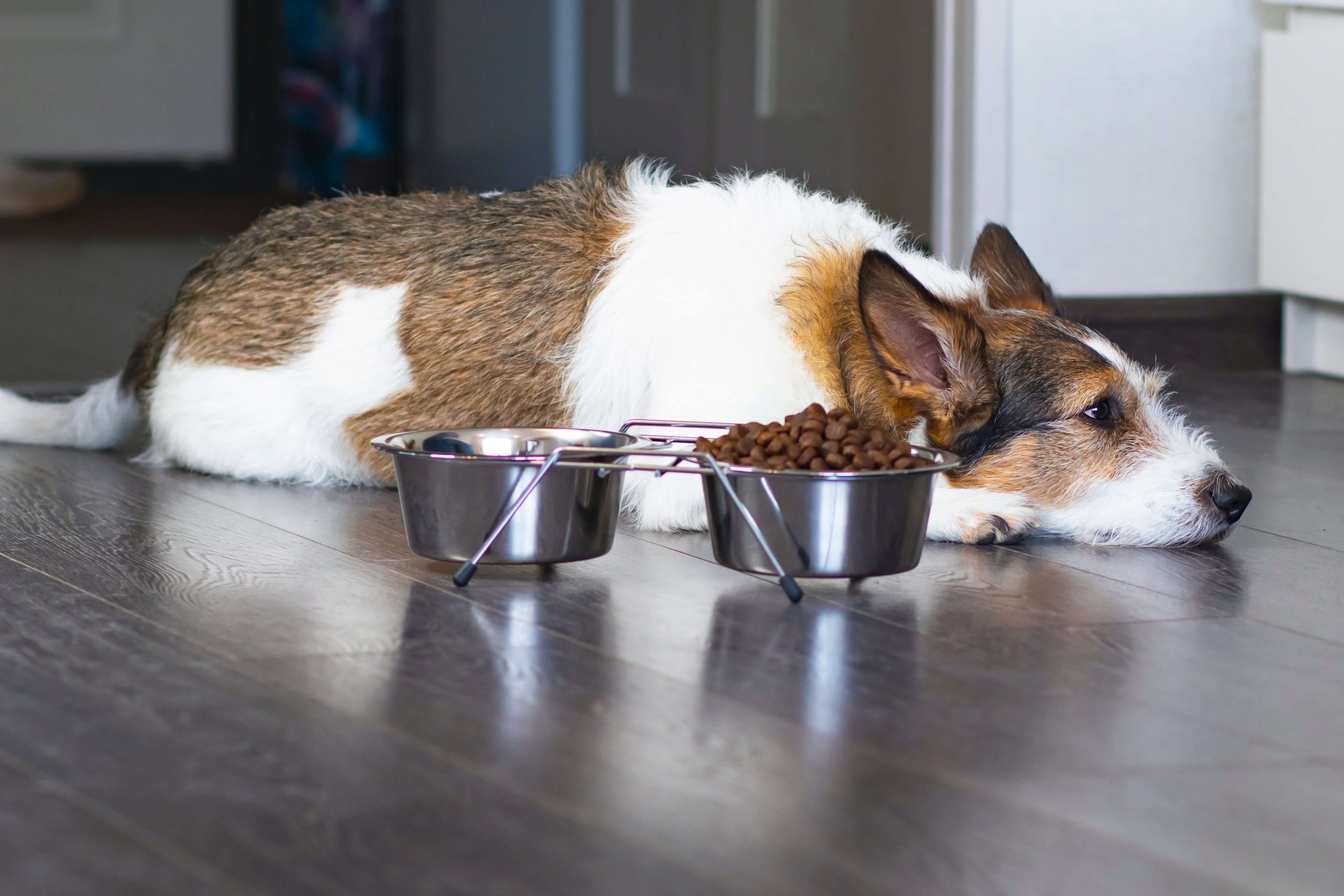 Changing Food for Senior Dogs – Is it Necessary?