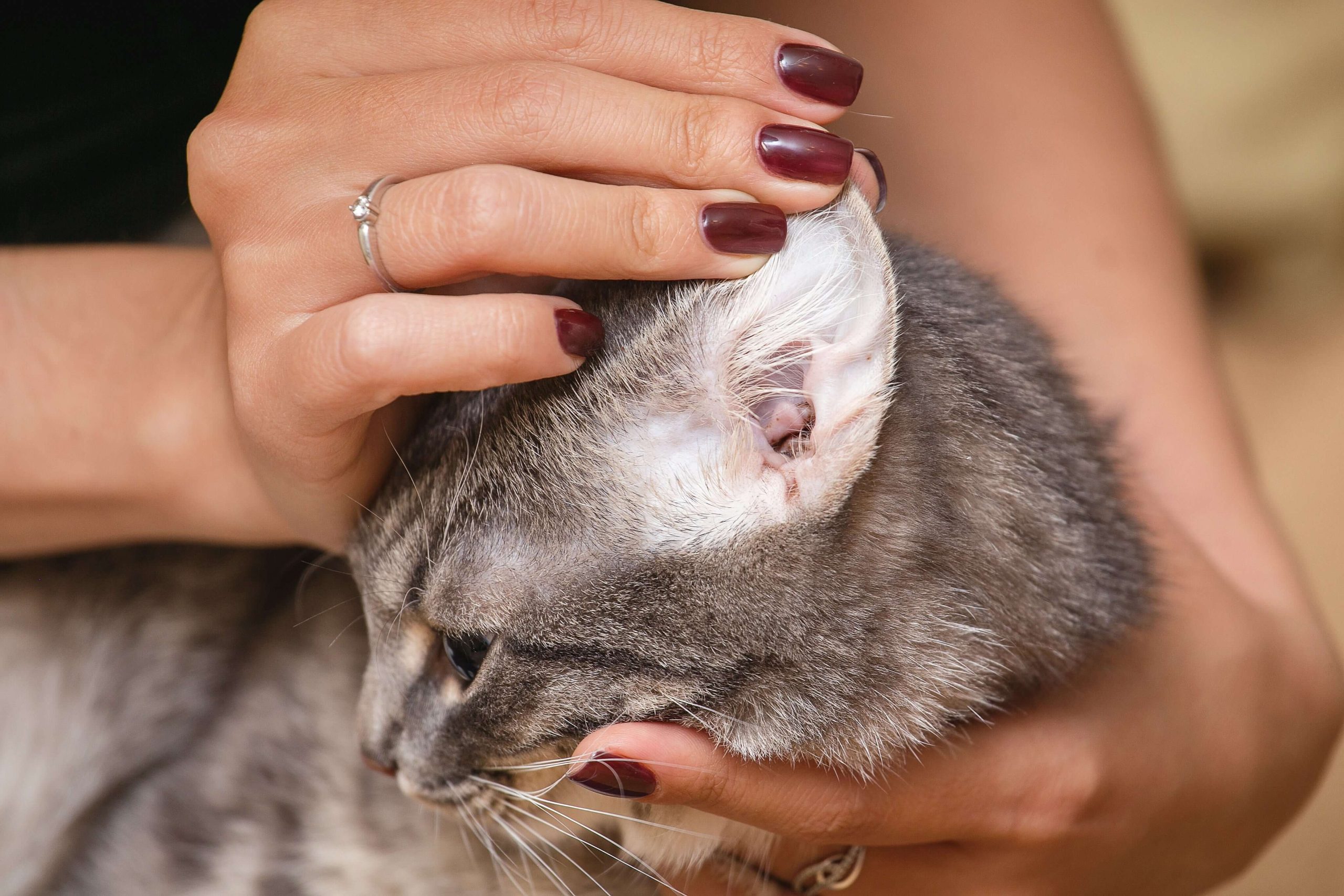 Everything You Need to Know About Ear Mites in Cats.