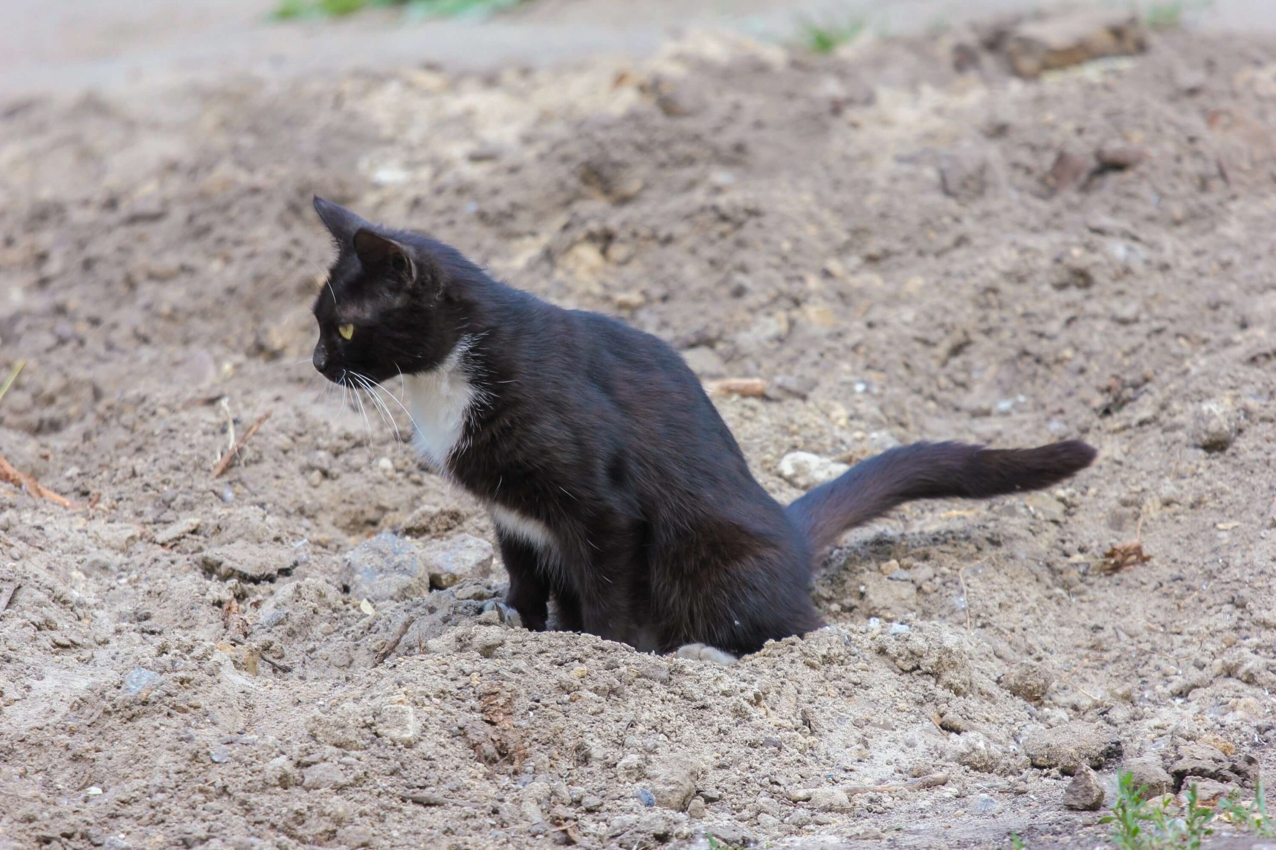 Why do cats go to the toilet in strange places?