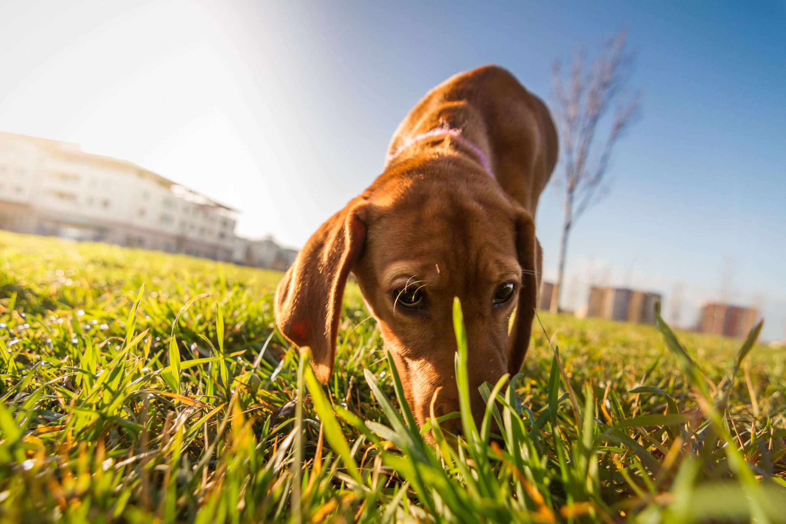 Help!  My dog eats poo – what can I do?