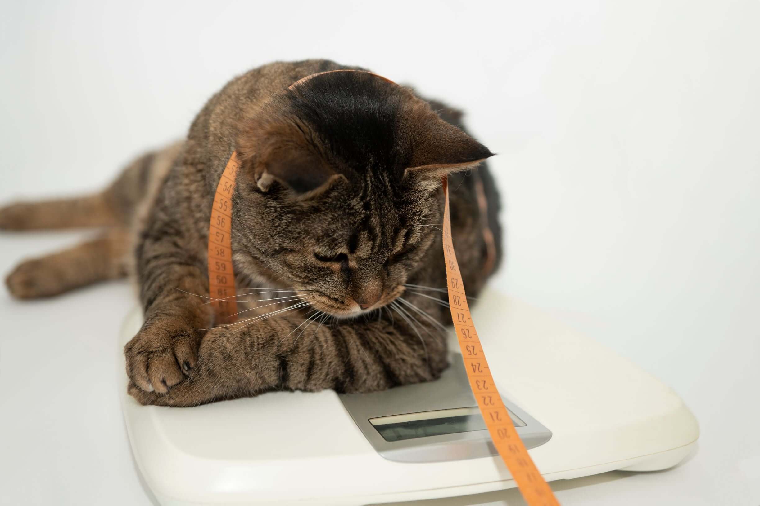 The benefits of puzzle feeding cats