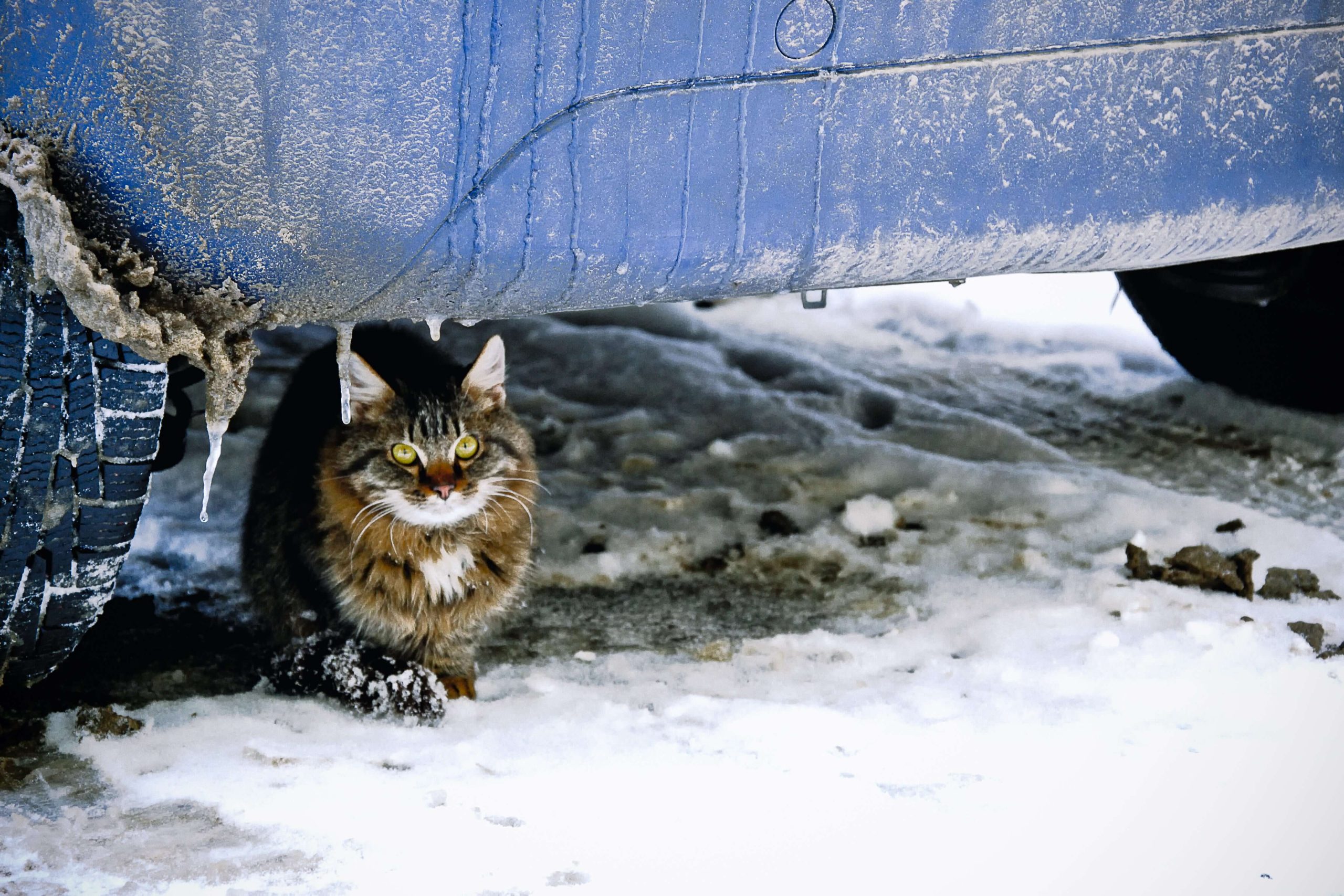 Antifreeze Poisoning in cats