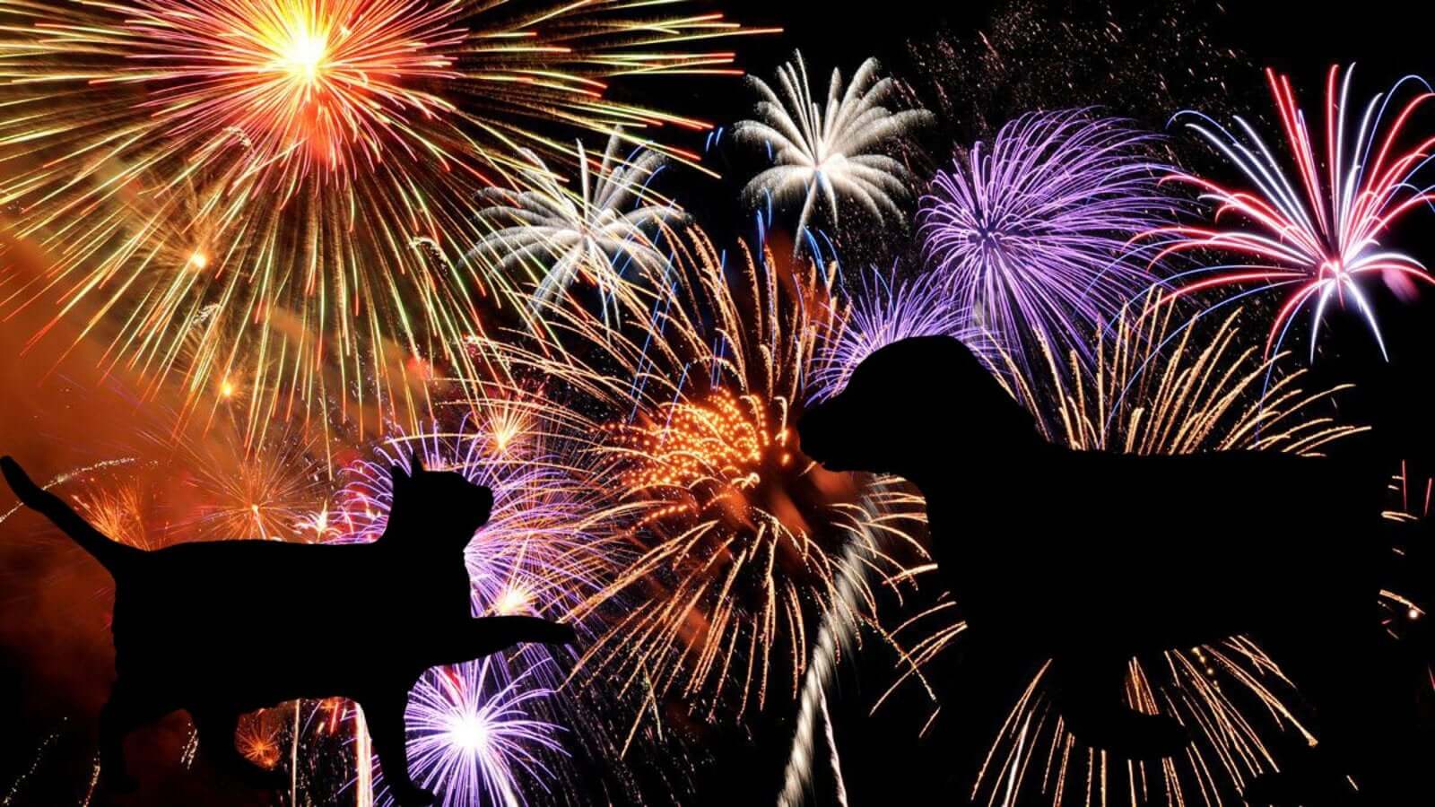 8 Tips to Make Sure Your Pets are Safe During Fireworks