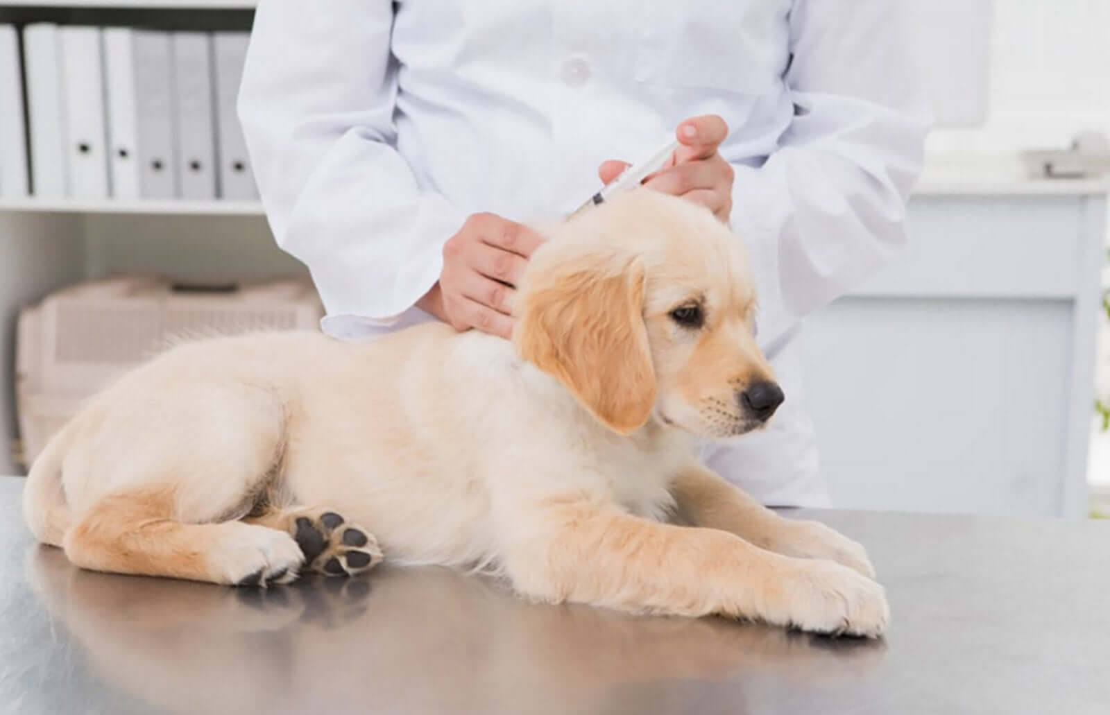 What Puppy Vaccination Should You Get?