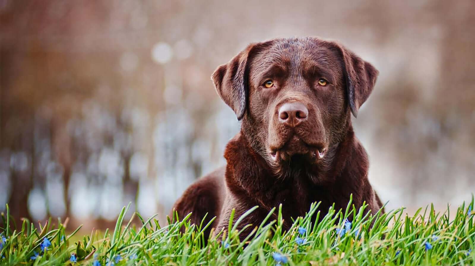 Can Dogs Get Dementia?