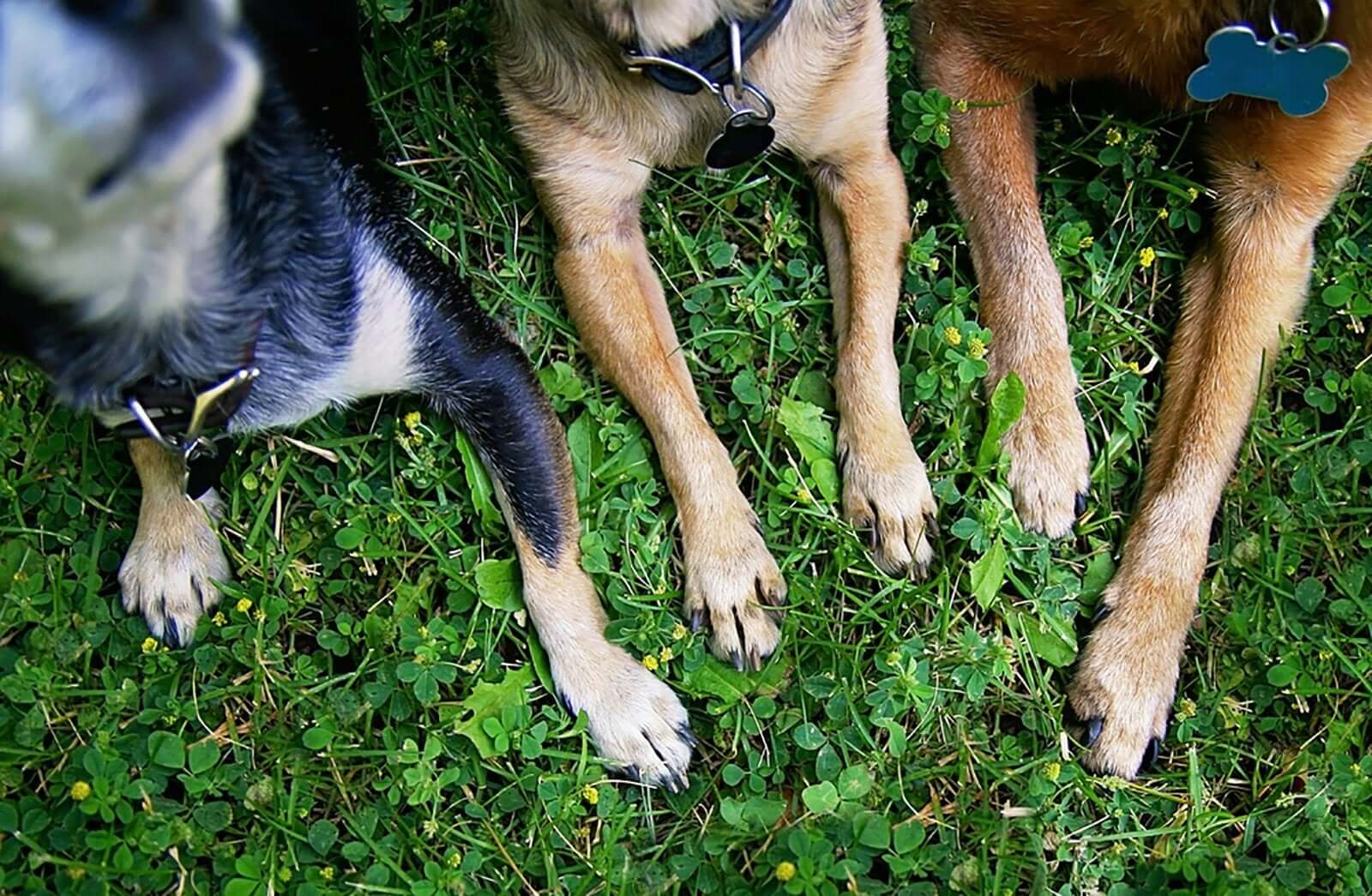 How to prevent and treat burnt dog paws