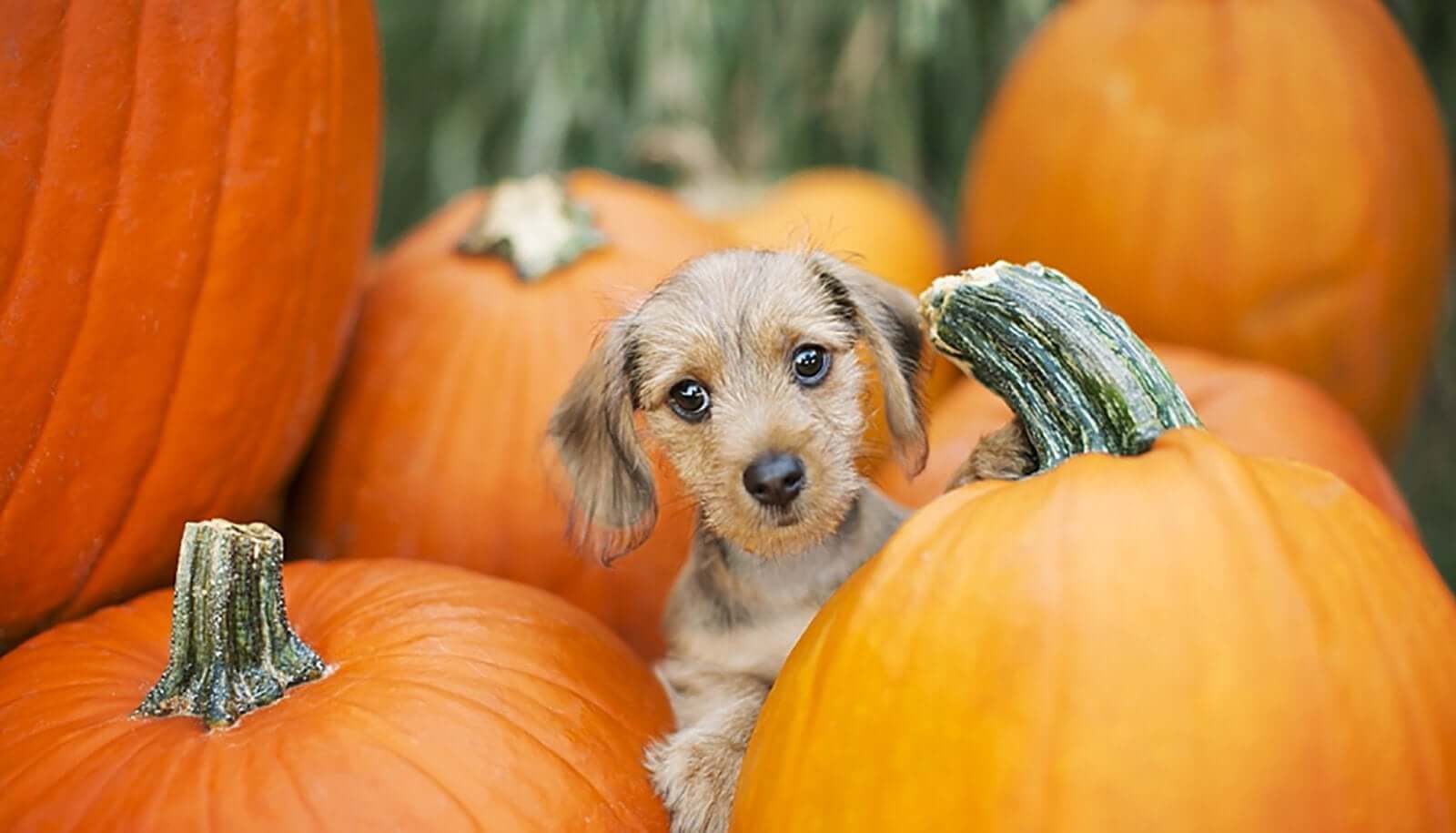 No Tricks Just Treats – Can Your Pet Can Eat Pumpkin?